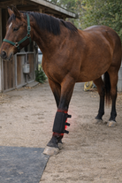 660nm 850nm red light therapy pad for horse hock and knee recovery